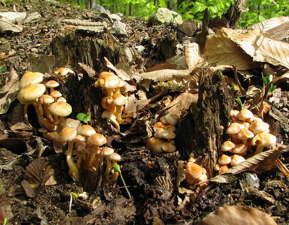 strapcovka zväzkovitá Hypholoma fasciculare (Huds.) P. Kumm.