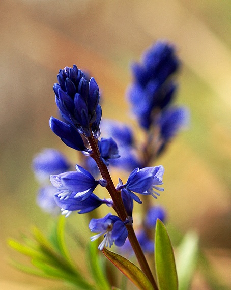 horčinka horká Polygala amara L.