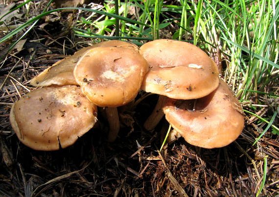 strmuľka korienkatá Rhizocybe vermicularis (Fr.) Vizzini, G. Moreno, P. Alvarado & Consiglio