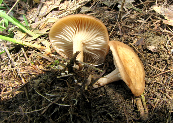 strmuľka korienkatá Rhizocybe vermicularis (Fr.) Vizzini, G. Moreno, P. Alvarado & Consiglio