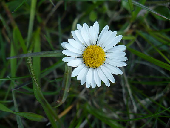 sedmokráska obyčajná Bellis perennis L.