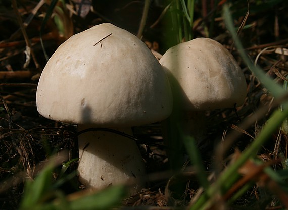 čírovnica májová Calocybe gambosa (Fr.) Donk