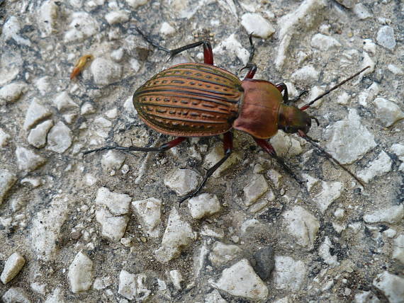 bystruška medená Carabus Cancellatus