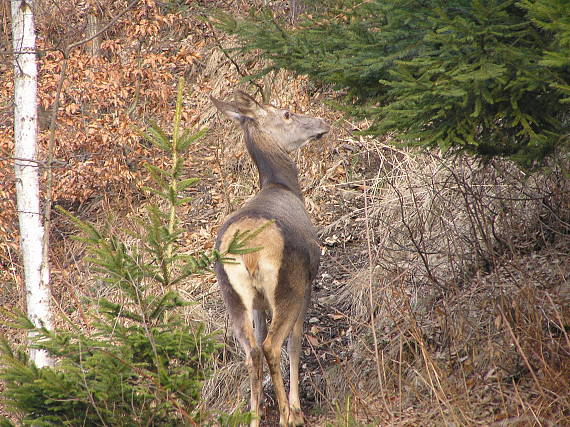 jelenica Cervus elaphus