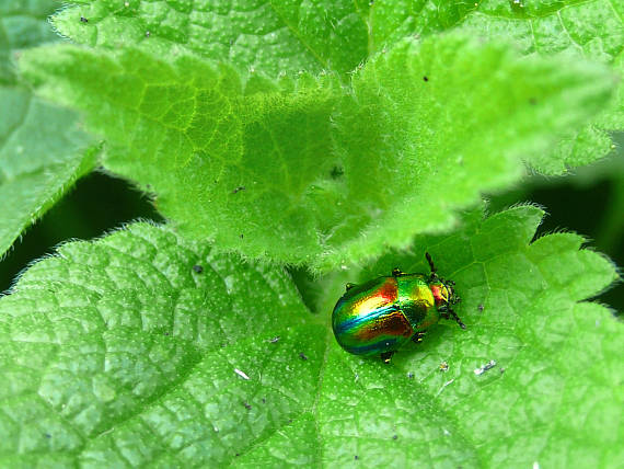 liskavka dúhová Chrysolina fastuosa