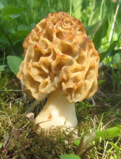 smrčok jedlý Morchella esculenta (L.) Pers.