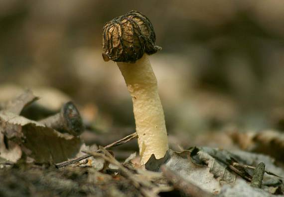 smrčok Morchella sp.