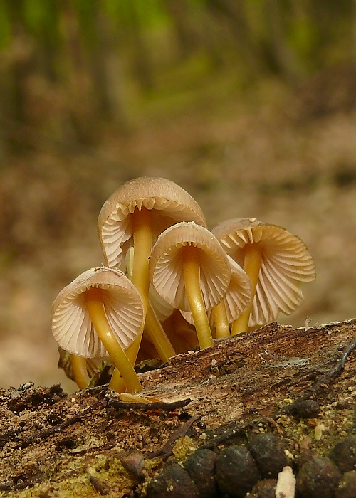 prilbička žltohlúbiková Mycena renati Quél.