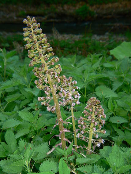 deväťsil lekársky Petasites hybridus (L.) P. Gaertn., B. Mey. et Scherb.