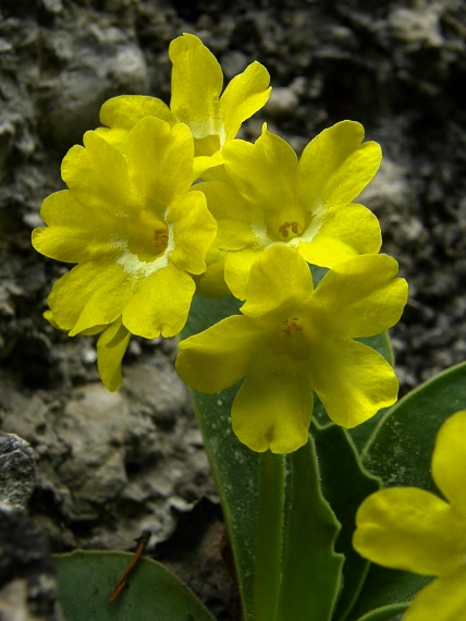 prvosienka holá Primula auricula L.