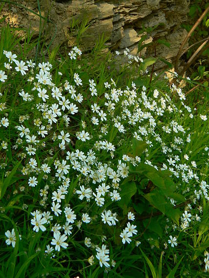 hviezdica veľkokvetá Stellaria holostea L.