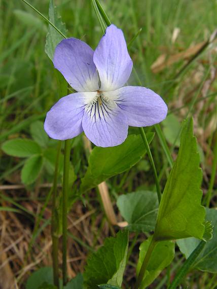 fialka Viola jordanii Hanry