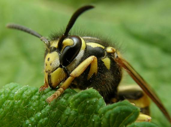 osa obyčajná  Paravespula vulgaris