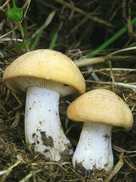 čírovnica májová Calocybe gambosa (Fr.) Donk