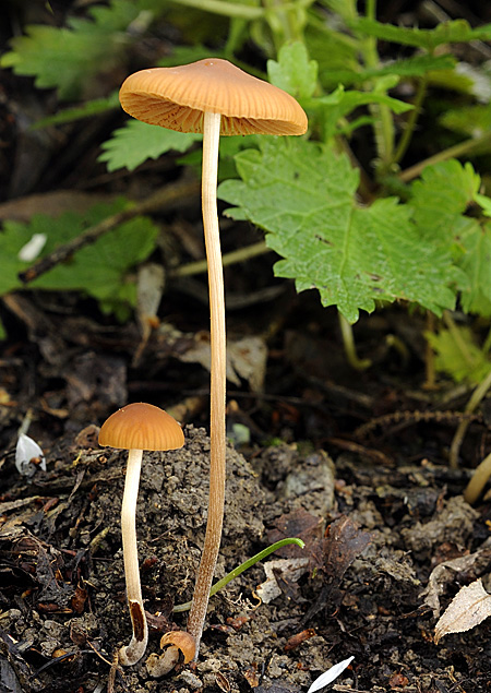 kapucňovec  Conocybe sp.