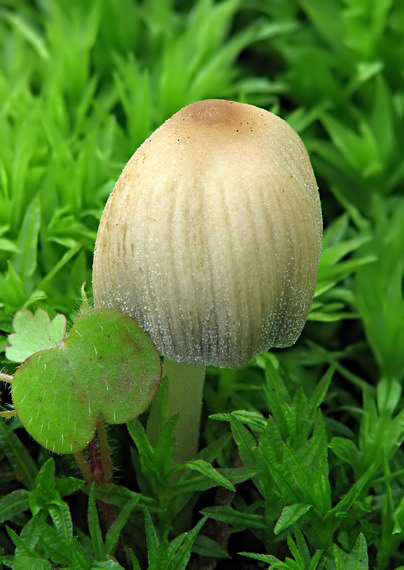 hnojník ligotavý Coprinellus micaceus (Bull.) Vilgalys, Hopple & Jacq. Johnson