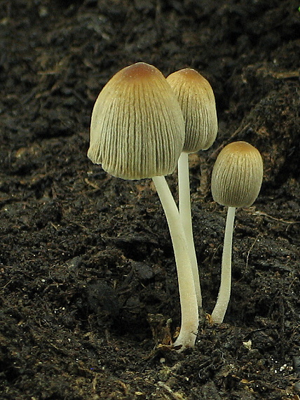 hnojník belavovločkatý Coprinellus velatopruinatus (Bender) Redhead, Vilgalys & Moncalvo