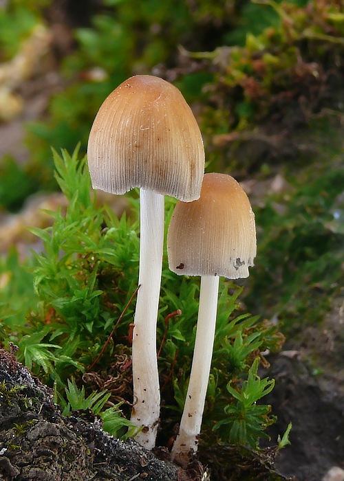 hnojník Coprinus sp.