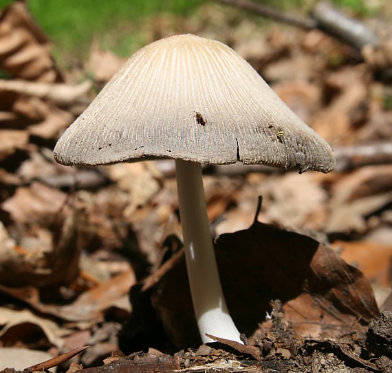 hnojník Coprinus sp.