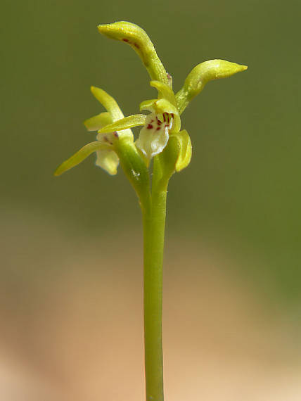 koralica lesná Corallorhiza trifida Châtel.