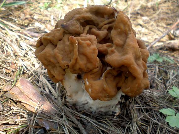 ušiak obyčajný Gyromitra esculenta (Pers.) Fr.