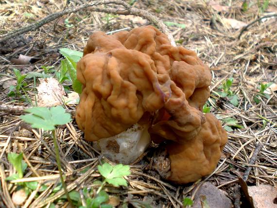 ušiak obyčajný Gyromitra esculenta (Pers.) Fr.