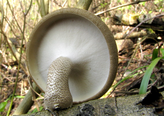 trúdnik strapkatý Lentinus substrictus (Bolton) Zmitr. & Kovalenko