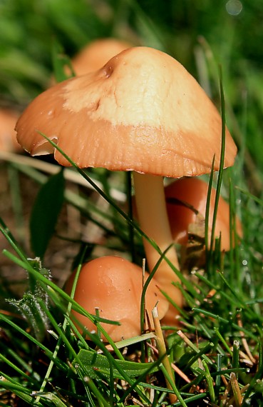 tanečnica poľná Marasmius oreades (Bolton) Fr.