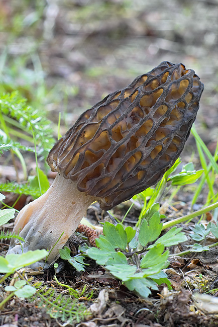 smrčok kužeľovitý Morchella conica Pers.