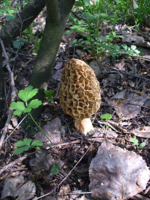 smrčok jedlý Morchella esculenta (L.) Pers.