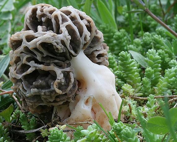 smrčok jedlý Morchella esculenta (L.) Pers.