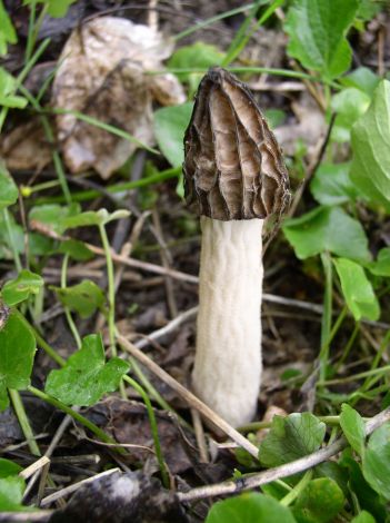 smrčok hybridný Morchella semilibera DC.