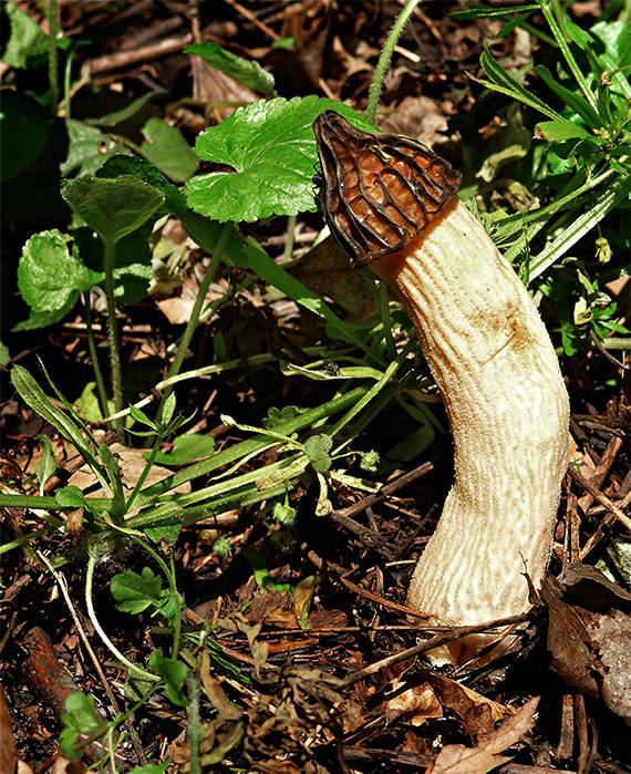 smrčok hybridný Morchella semilibera DC.