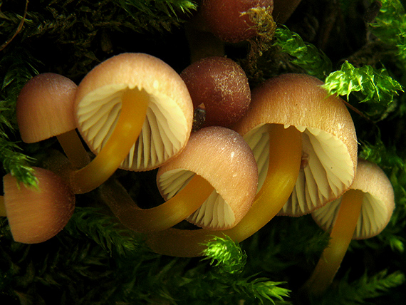 prilbička žltohlúbiková Mycena renati Quél.