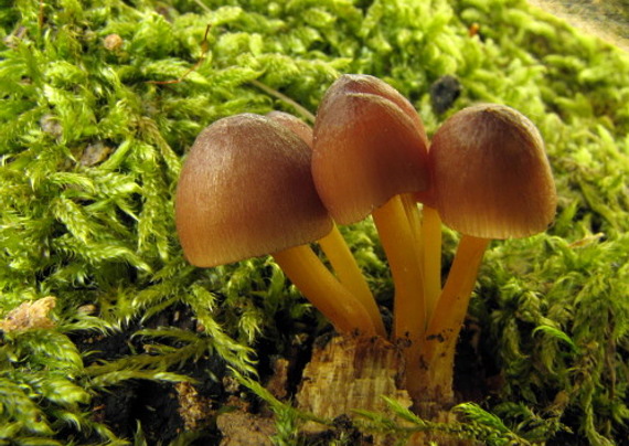 prilbička žltohlúbiková Mycena renati Quél.