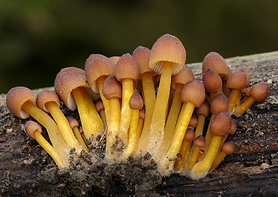 prilbička žltohlúbiková Mycena renati Quél.