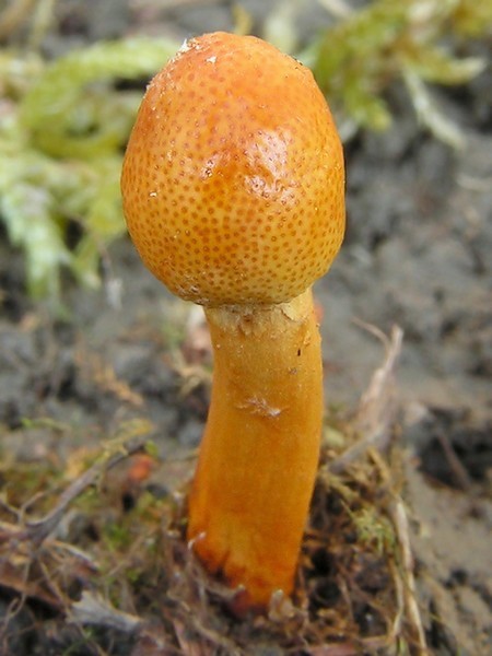 žezlovka jantárová Ophiocordyceps gracilis (Grev.) G.H. Sung, J.M. Sung, Hywel-Jones & Spatafora