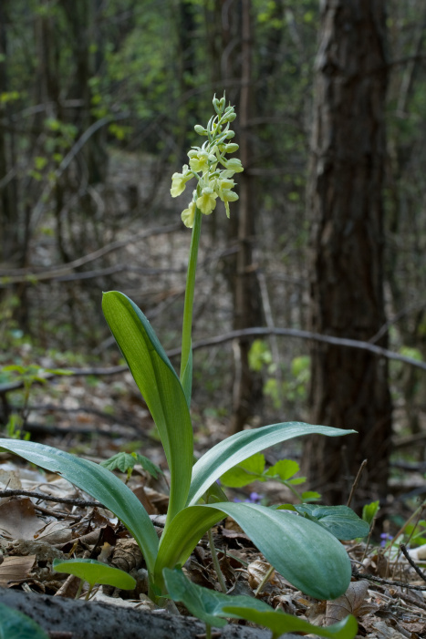 vstavač bledý Orchis pallens L.