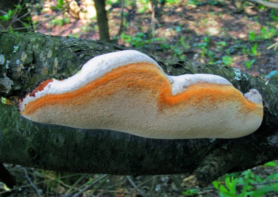 ohňovec slivkový Phellinus pomaceus (Pers.) Maire