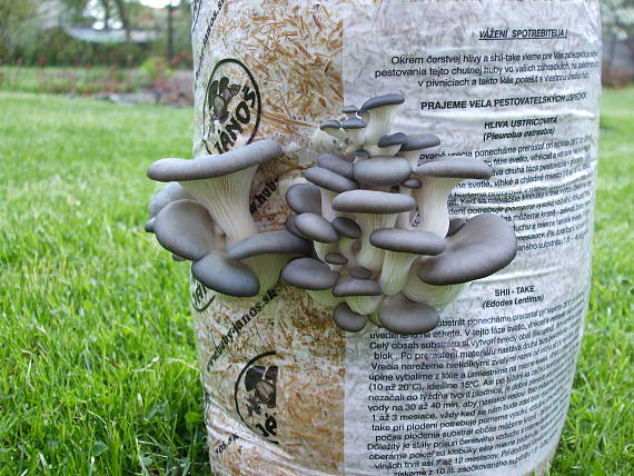 hliva ustricovitá Pleurotus ostreatus (Jacq.) P. Kumm.