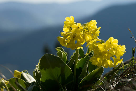 prvosienka holá Primula auricula L.