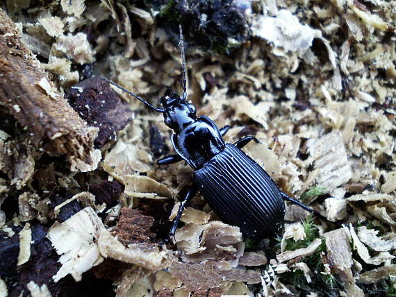 střevlíček černý Pterostichus niger