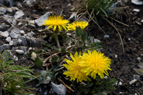 púpava  Taraxacum