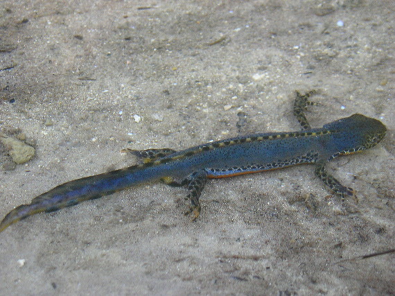 mlok vrchovský Triturus alpestris