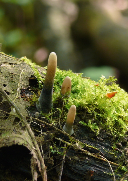 drevnatec Xylaria sp.