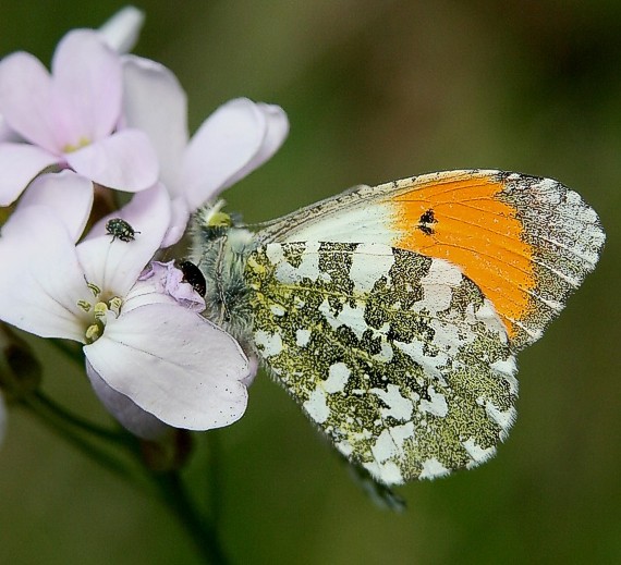 mlynárik žeruchový Anthocharis cardamines