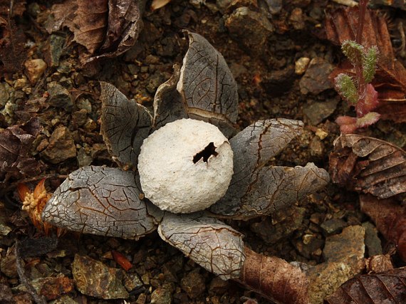 hviezdovec vlahojavný Astraeus hygrometricus (Pers.) Morgan