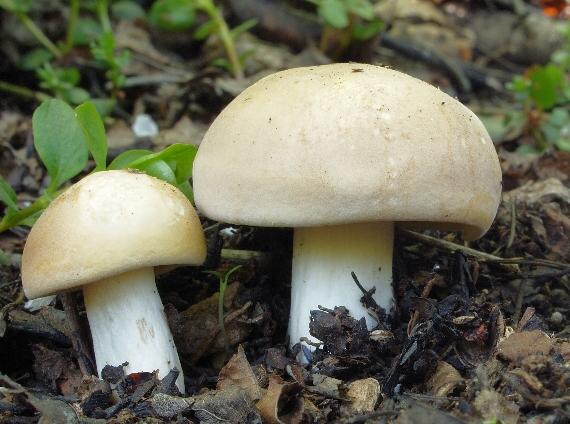 čírovnica májová Calocybe gambosa (Fr.) Donk