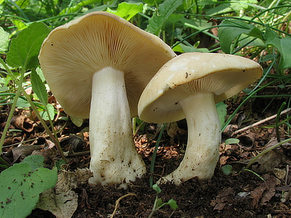 čírovnica májová. Calocybe gambosa (Fr.) Donk