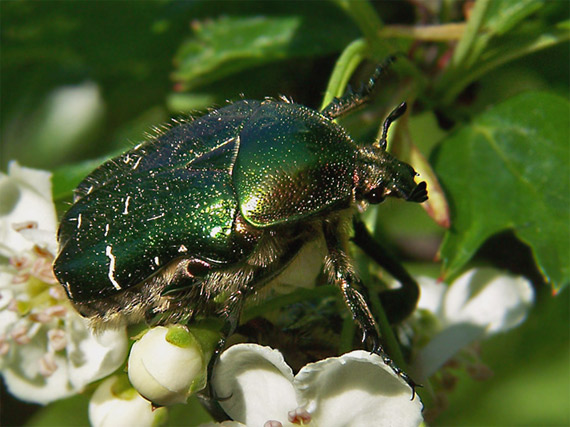 zlatoň obyčajny  Cetonia aurata